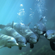 Illustration for article titled Did Dolphins Really Save A Girl From Drowning?